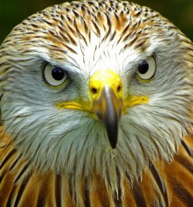 Things to do in Dumfries for nature lovers