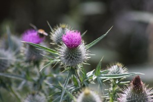 Things to do in Dumfries for nature lovers